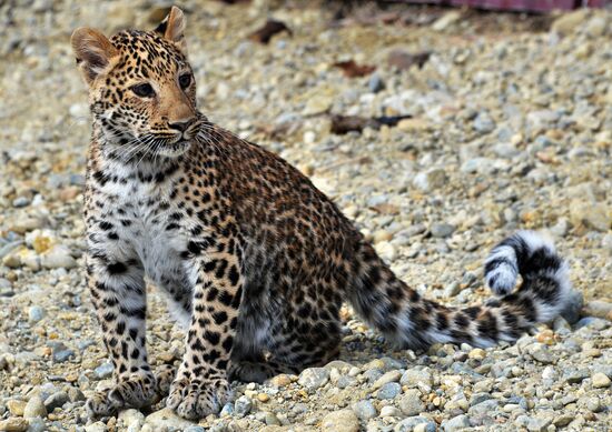 Shepherd dog adopts leopard cub at Sadgorod Zoo outside Vladivostok