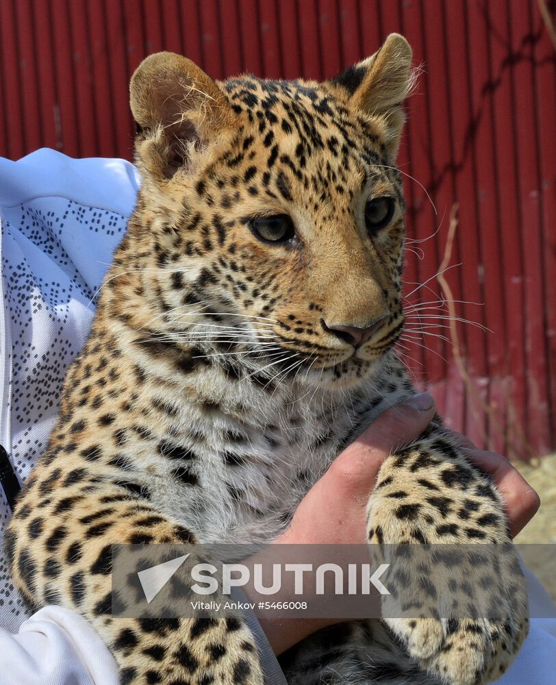 Shepherd dog adopts leopard cub at Sadgorod Zoo outside Vladivostok