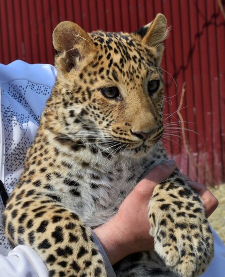 Shepherd dog adopts leopard cub at Sadgorod Zoo outside Vladivostok