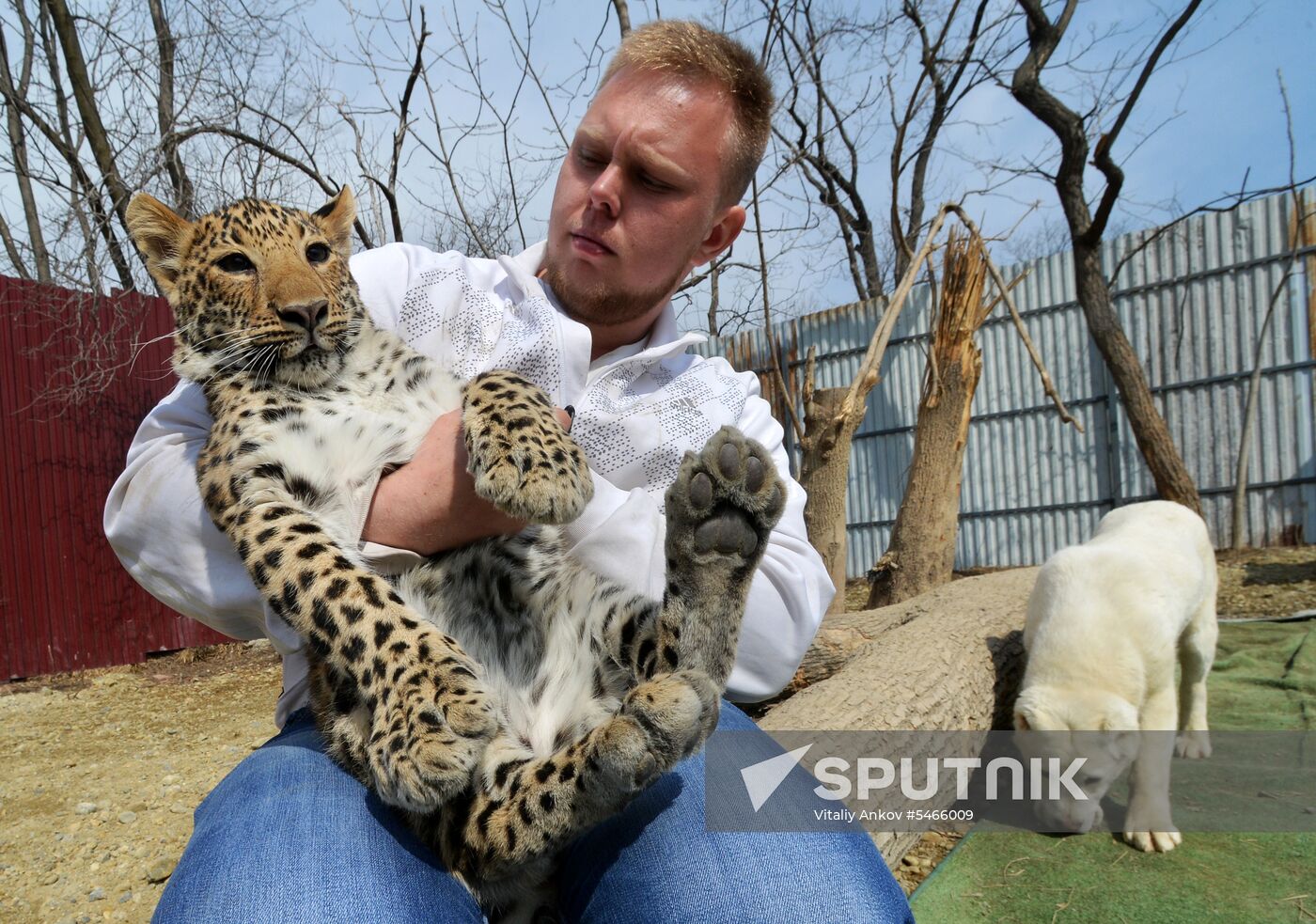 Shepherd dog adopts leopard cub at Sadgorod Zoo outside Vladivostok