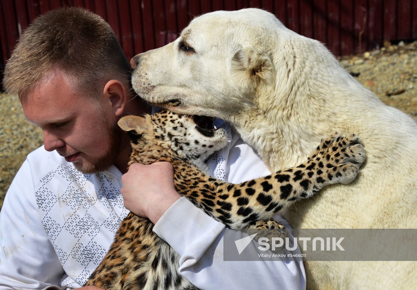 Shepherd dog adopts leopard cub at Sadgorod Zoo outside Vladivostok