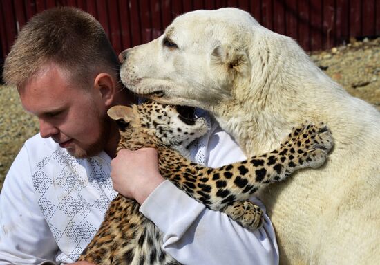 Shepherd dog adopts leopard cub at Sadgorod Zoo outside Vladivostok
