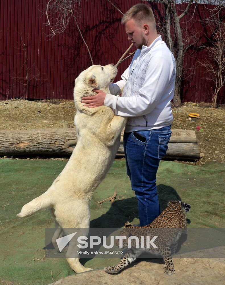 Shepherd dog adopts leopard cub at Sadgorod Zoo outside Vladivostok