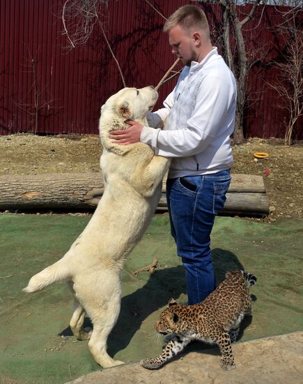 Shepherd dog adopts leopard cub at Sadgorod Zoo outside Vladivostok