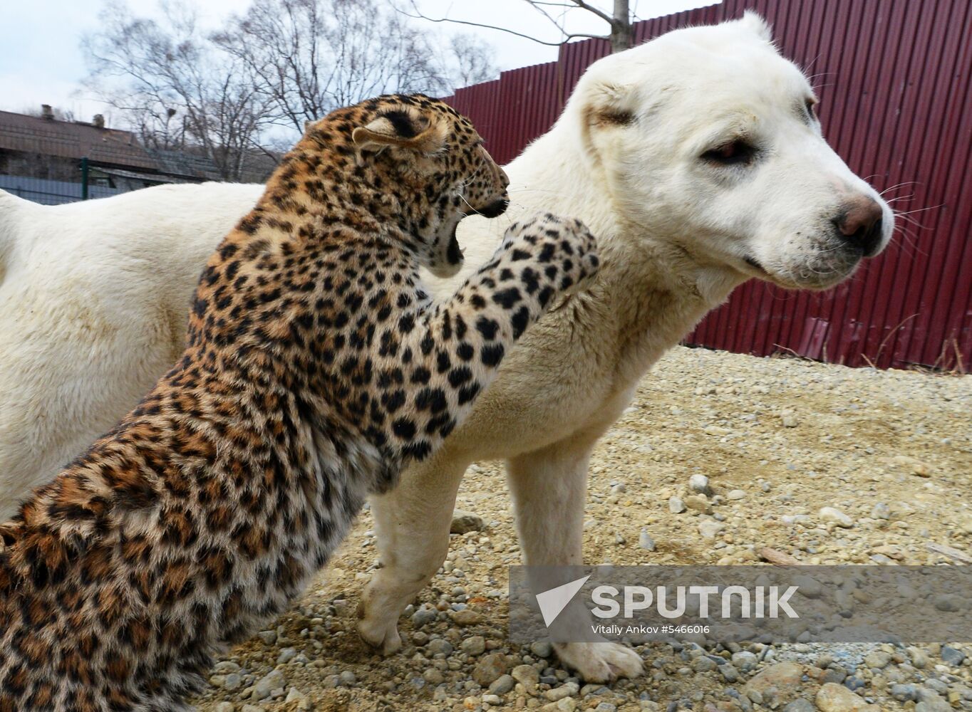 Shepherd dog adopts leopard cub at Sadgorod Zoo outside Vladivostok