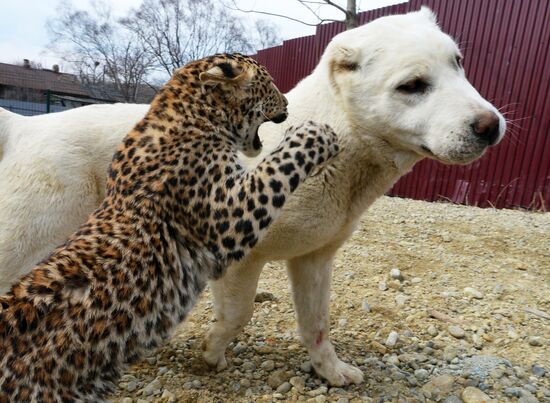 Shepherd dog adopts leopard cub at Sadgorod Zoo outside Vladivostok