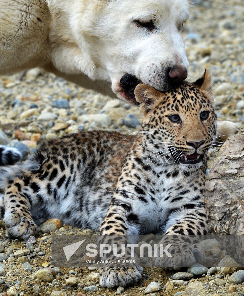 Shepherd dog adopts leopard cub at Sadgorod Zoo outside Vladivostok