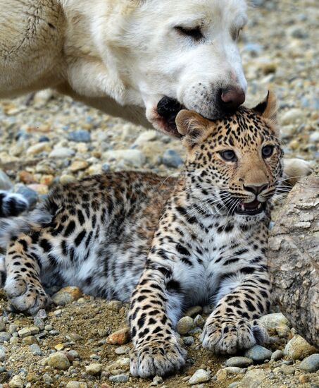 Shepherd dog adopts leopard cub at Sadgorod Zoo outside Vladivostok