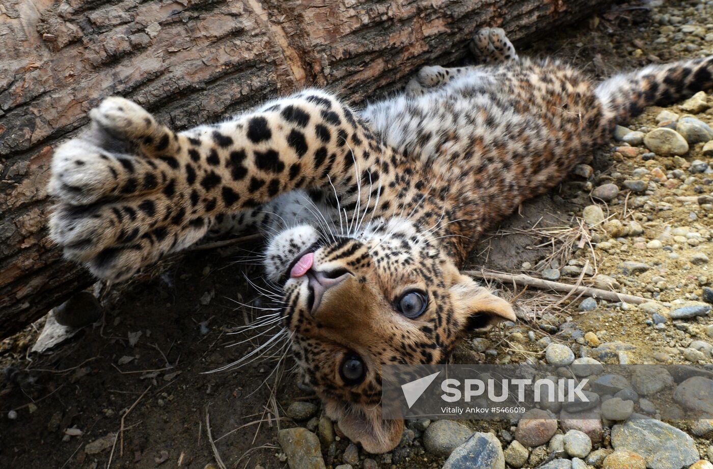 Shepherd dog adopts leopard cub at Sadgorod Zoo outside Vladivostok