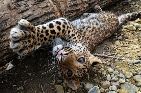 Shepherd dog adopts leopard cub at Sadgorod Zoo outside Vladivostok