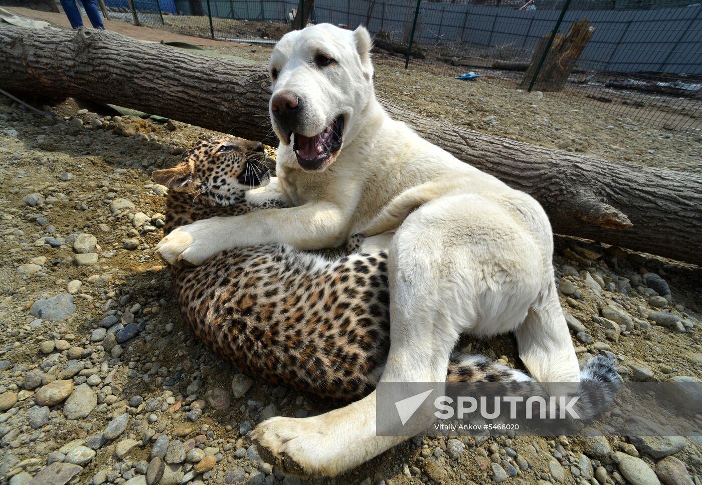 Shepherd dog adopts leopard cub at Sadgorod Zoo outside Vladivostok