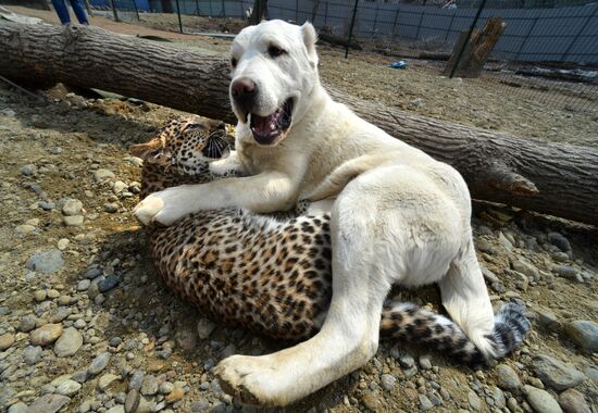 Shepherd dog adopts leopard cub at Sadgorod Zoo outside Vladivostok
