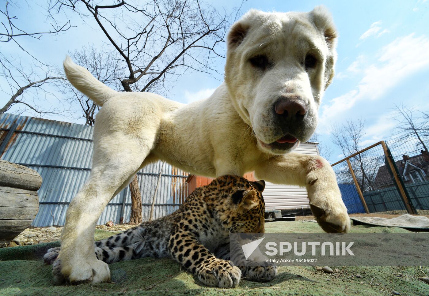 Shepherd dog adopts leopard cub at Sadgorod Zoo outside Vladivostok