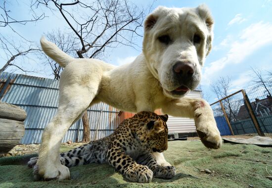 Shepherd dog adopts leopard cub at Sadgorod Zoo outside Vladivostok