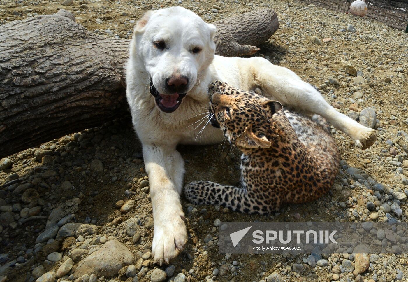 Shepherd dog adopts leopard cub at Sadgorod Zoo outside Vladivostok