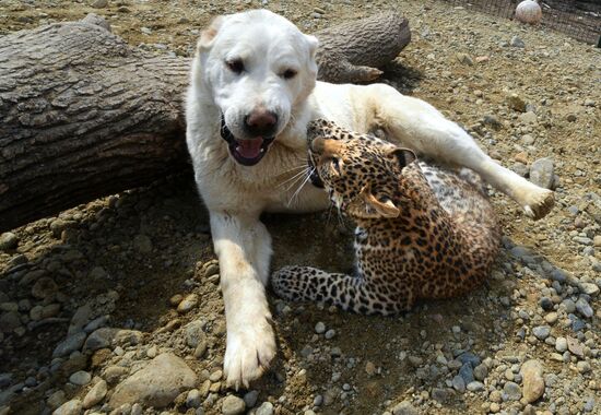 Shepherd dog adopts leopard cub at Sadgorod Zoo outside Vladivostok