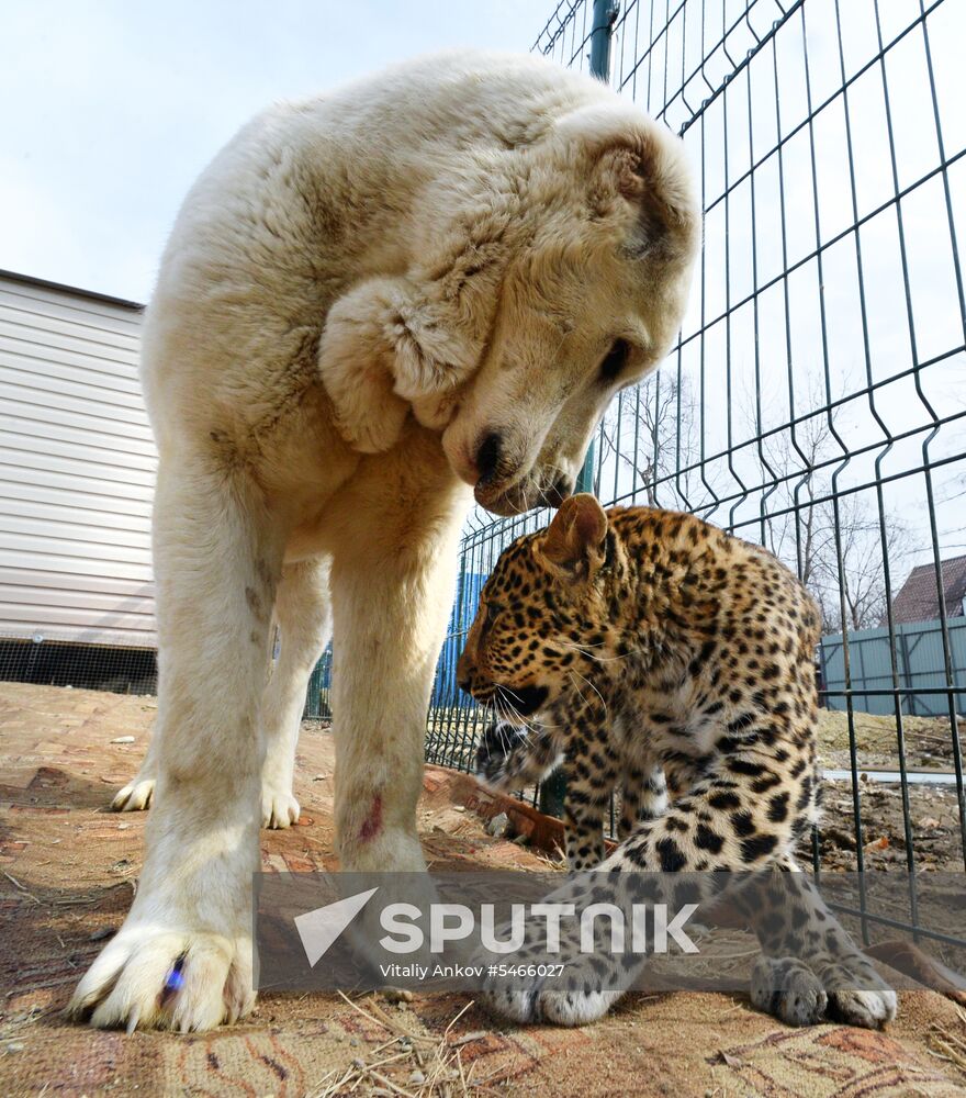 Shepherd dog adopts leopard cub at Sadgorod Zoo outside Vladivostok