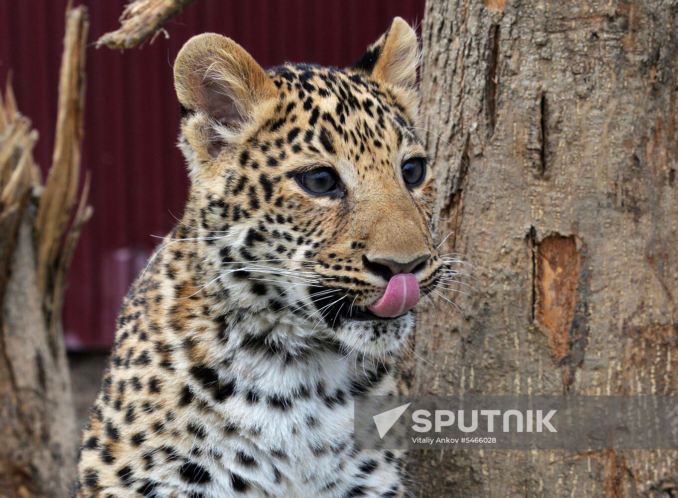 Shepherd dog adopts leopard cub at Sadgorod Zoo outside Vladivostok