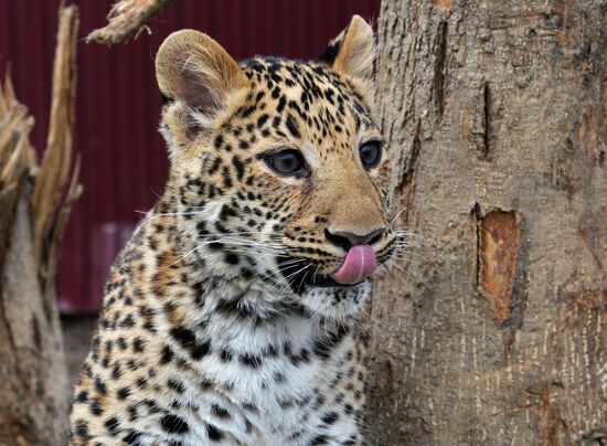 Shepherd dog adopts leopard cub at Sadgorod Zoo outside Vladivostok