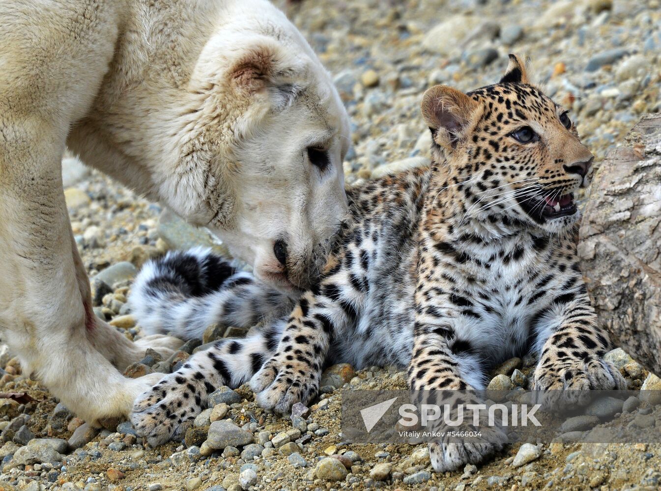 Shepherd dog adopts leopard cub at Sadgorod Zoo outside Vladivostok