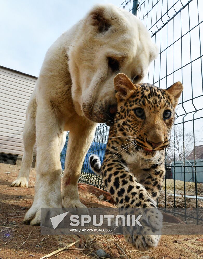 Shepherd dog adopts leopard cub at Sadgorod Zoo outside Vladivostok