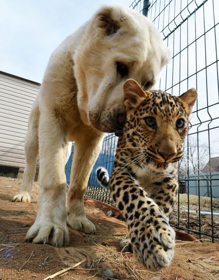 Shepherd dog adopts leopard cub at Sadgorod Zoo outside Vladivostok