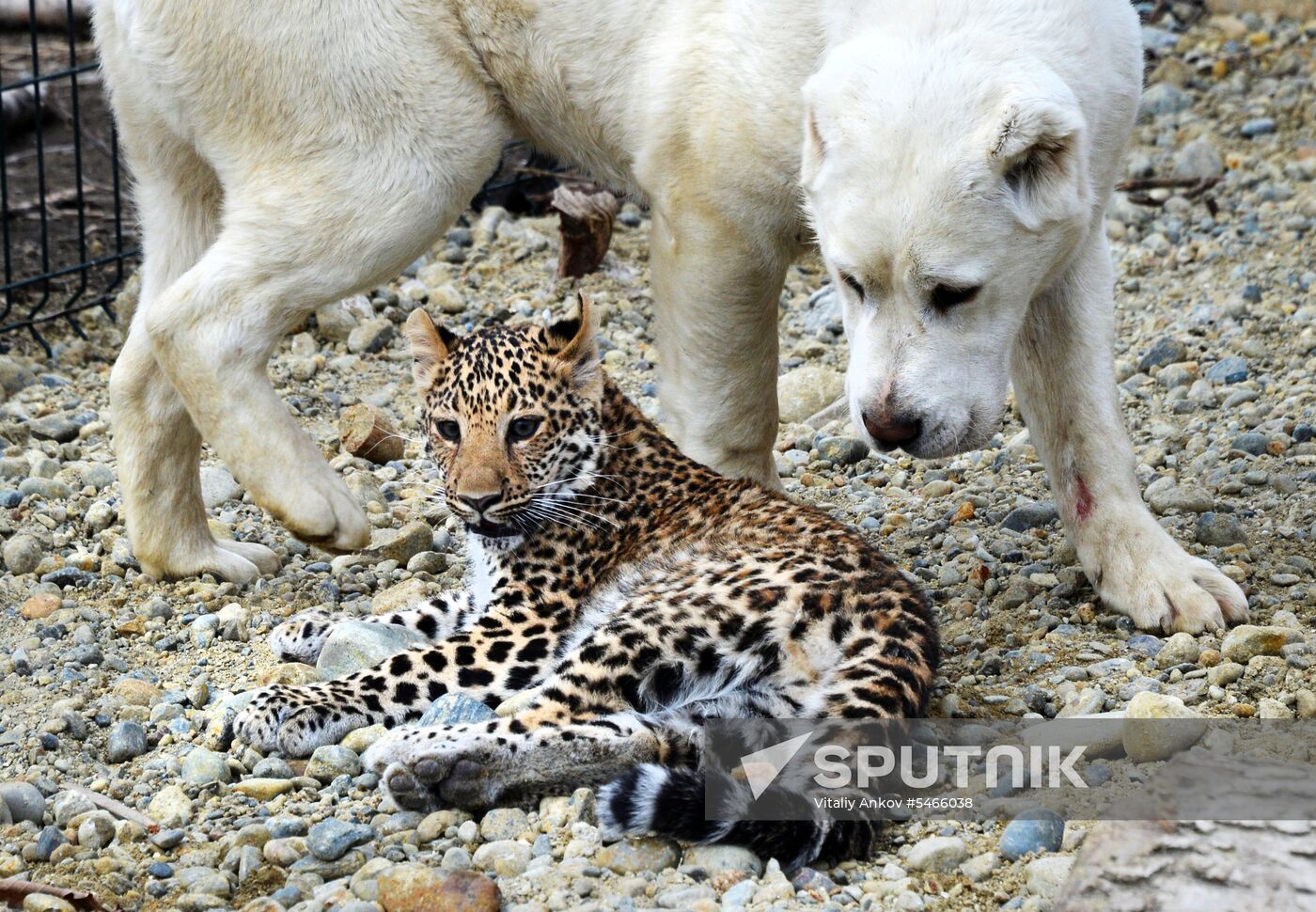 Shepherd dog adopts leopard cub at Sadgorod Zoo outside Vladivostok