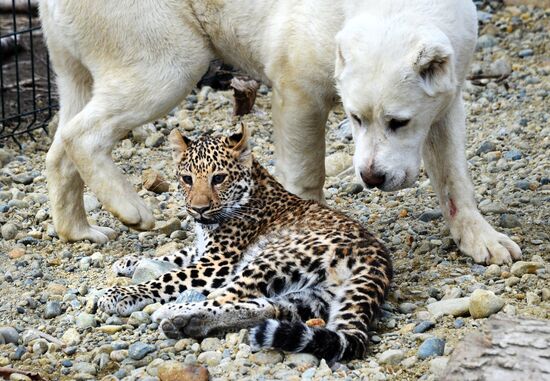 Shepherd dog adopts leopard cub at Sadgorod Zoo outside Vladivostok