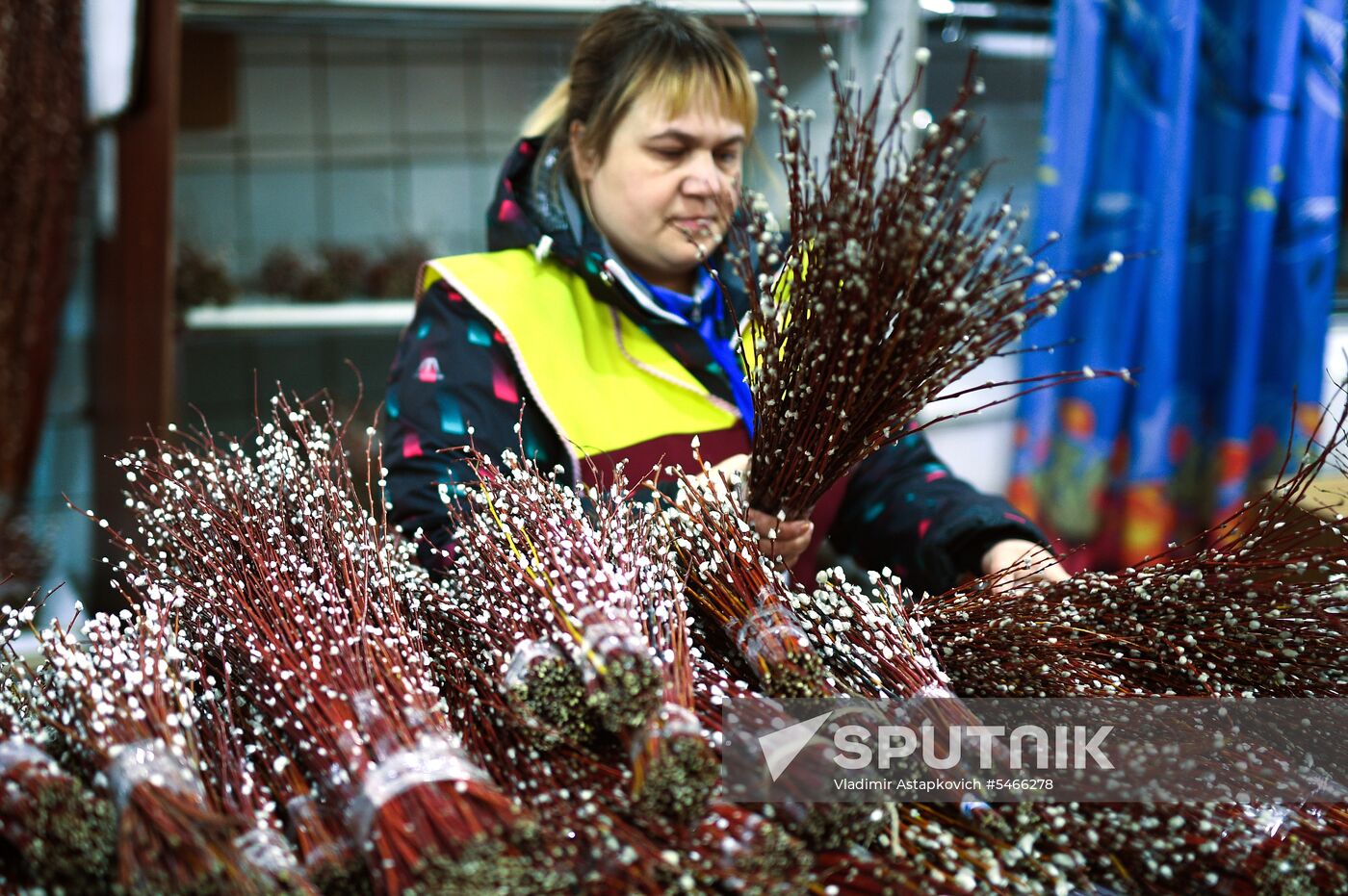 Willow sold in Russian cities