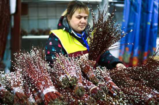 Willow sold in Russian cities