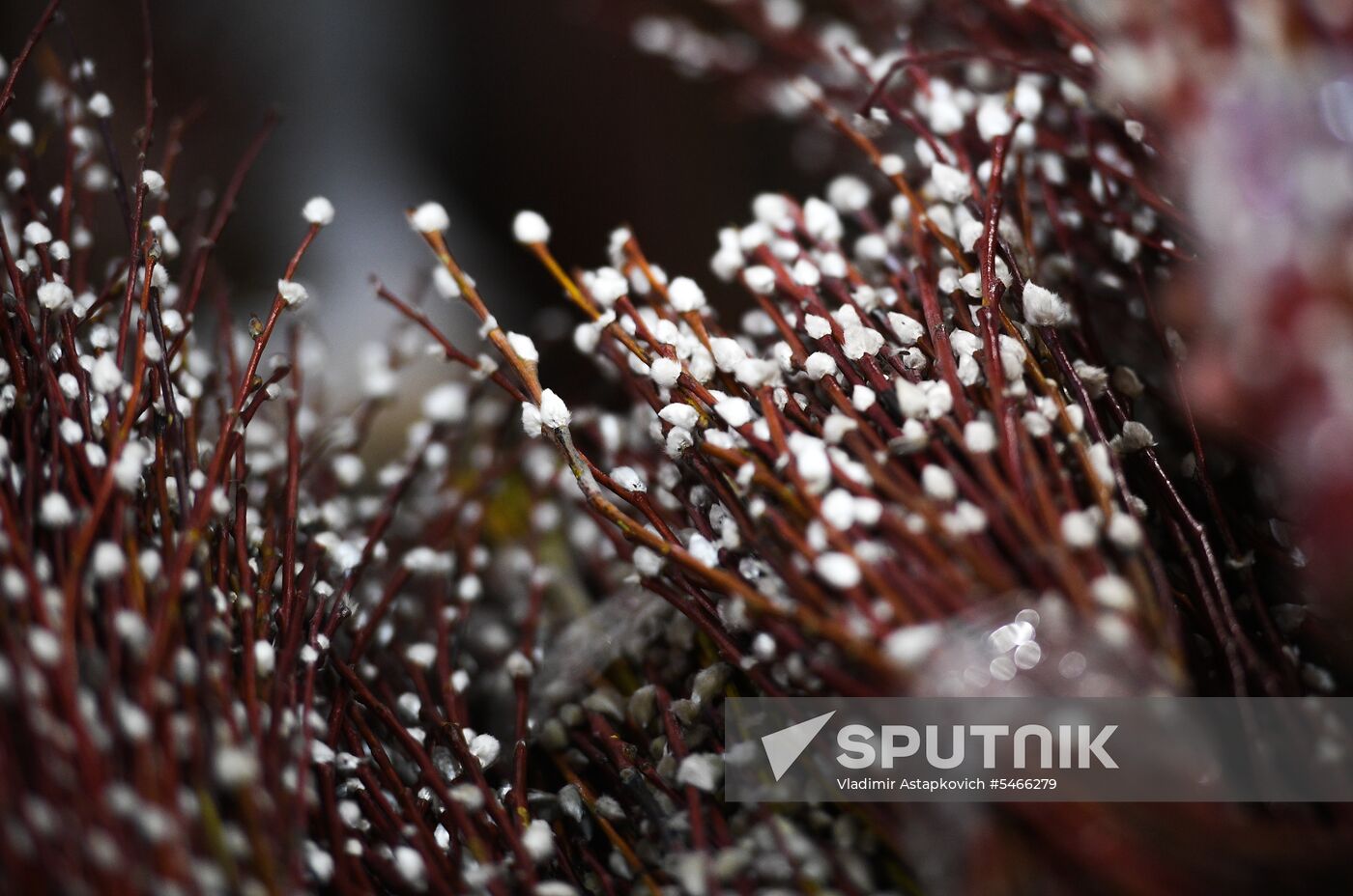 Willow sold in Russian cities