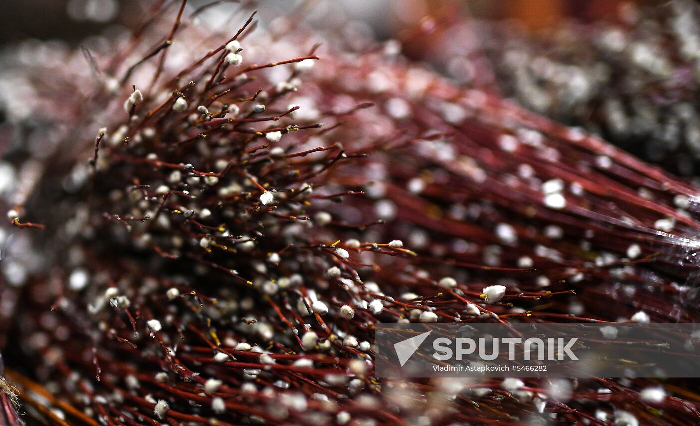 Willow sold in Russian cities