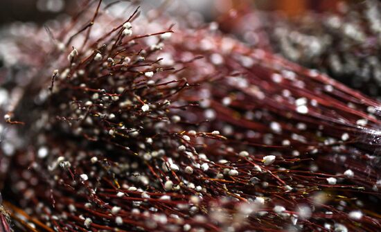 Willow sold in Russian cities