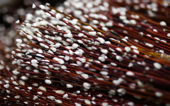 Willow sold in Russian cities