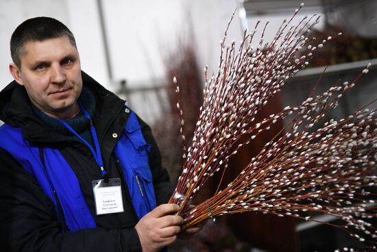 Willow sold in Russian cities