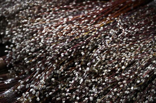 Willow sold in Russian cities