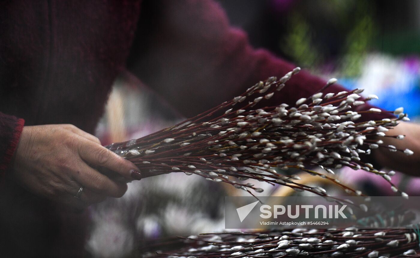 Willow sold in Russian cities