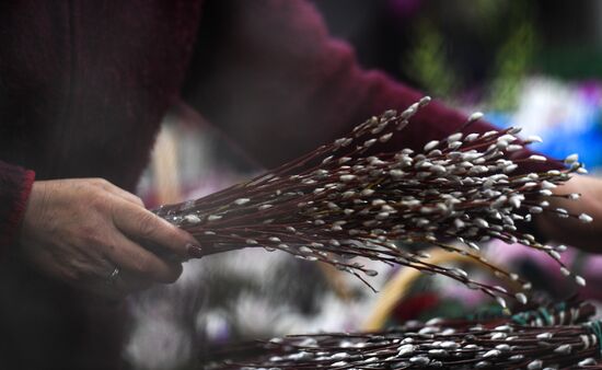 Willow sold in Russian cities