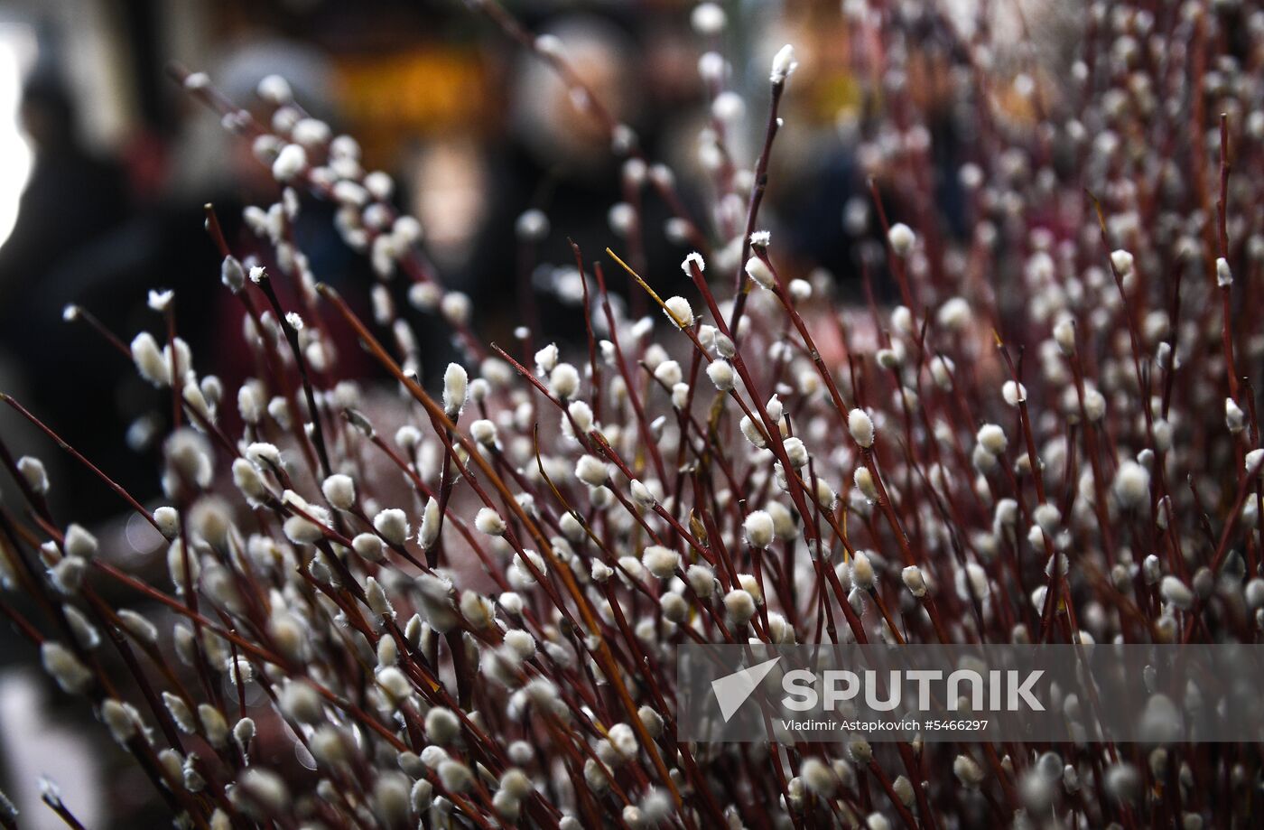 Willow sold in Russian cities