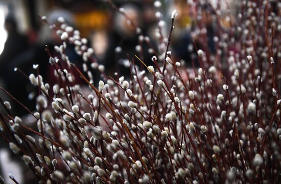 Willow sold in Russian cities