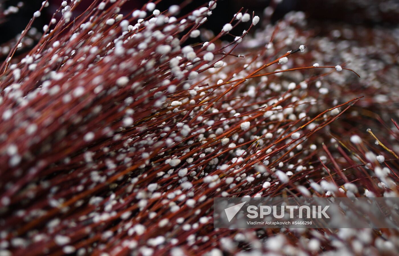 Willow sold in Russian cities
