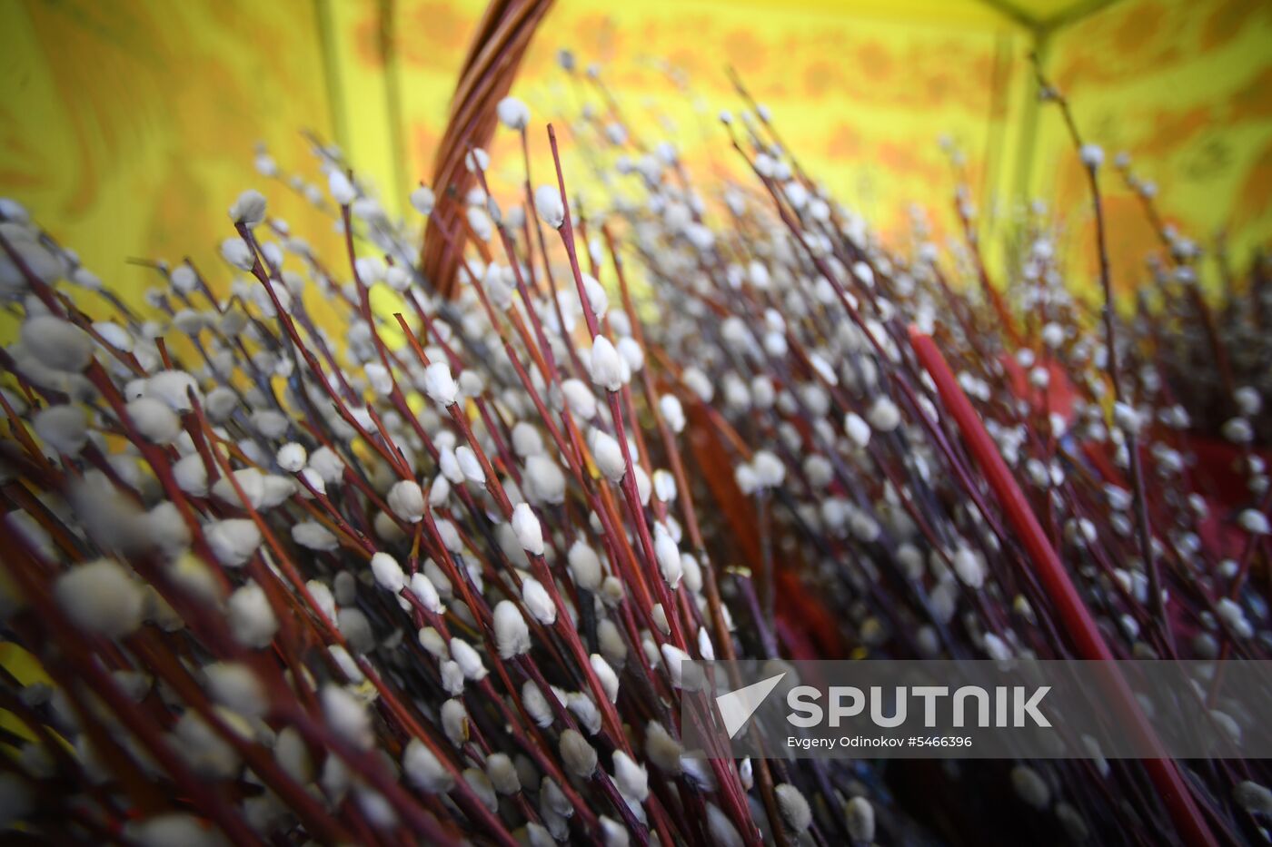 Willow sold in Russian cities