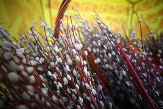 Willow sold in Russian cities