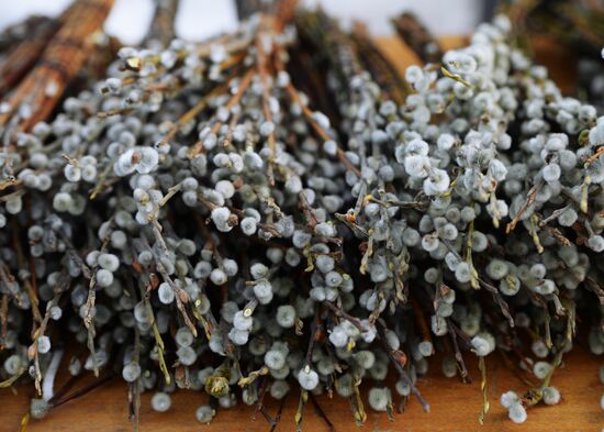 Willow sold in Russian cities