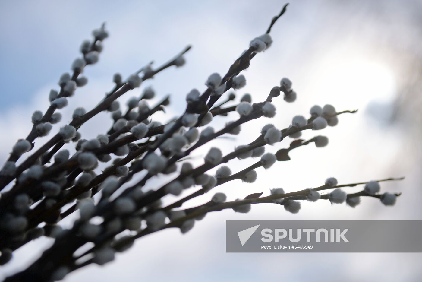 Willow sold in Russian cities