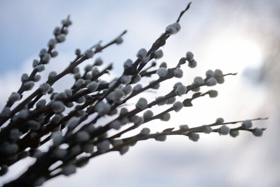 Willow sold in Russian cities