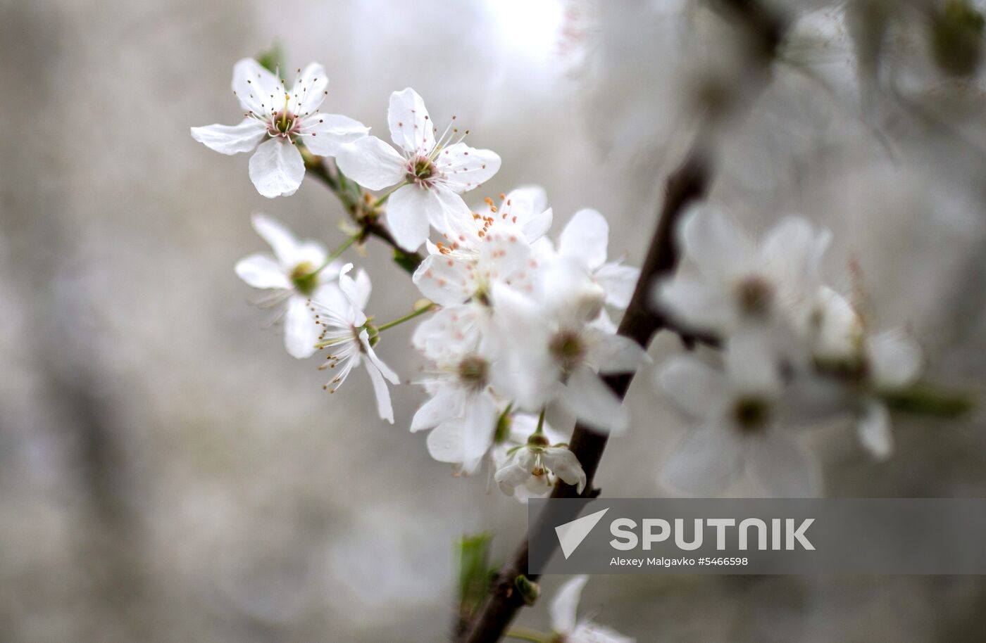 Springtime in Crimea