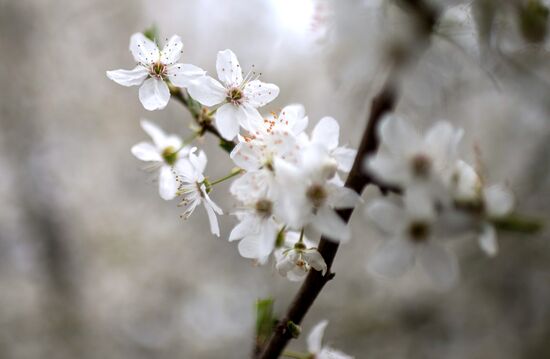 Springtime in Crimea