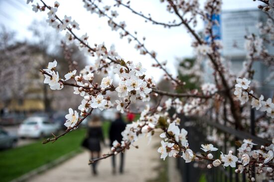Springtime in Crimea