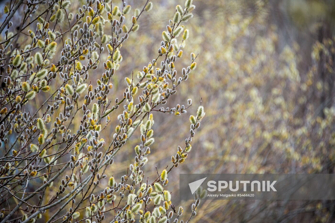 Springtime in Crimea